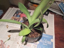 Haemanthus albiflos or Paintbrush -6 Mix Size bulbs picture