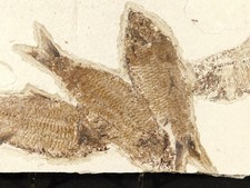FOUR Very Nice Knightia FISH Fossils w/ SCALES From Fossil Lake Wyoming 2020gr picture