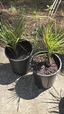 Butia Yatay X Jubaea F1 picture