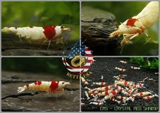20+2 CRS Crystal Red Shrimp (Mixed Grade S-SSS) Live Aquarium Shrimp - USA Stock picture