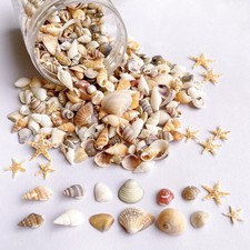 1200 PCS Tiny Sea Shells &10 Small Starfish - Mixed Ocean Beach Spiral Seashells picture