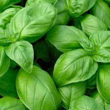 Genovese Basil Seeds | NON-GMO Basil Seeds | Fresh Heirloom Garden Seeds picture