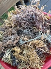 Raw Sea Moss - FULLY Wild from the rocks - 1 POUND BULK - BUY 2 & Get 8oz Free picture