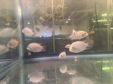Pink Convict Breeding Pair 1 M/F 2.5-4 Inch Live Tropical Fish picture