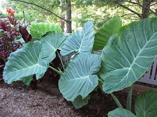 LIVE BULBS Colocasia gigantea Thailand Giant Thai Giant Elephant Ear Huge Leaf picture