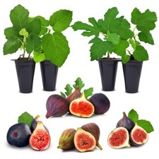 Fig Tree.  Set of 4 starter plants. picture