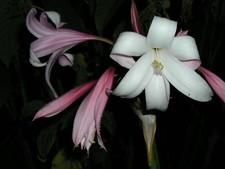 Crinum Lily, Mexican, small-size bulb, 50% discount picture