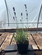 Royal Velvet English Lavender Plant | 4