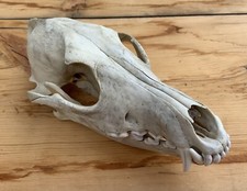 Coyote Skull Nature Cleaned Real Authentic Montana Coyote Skull picture