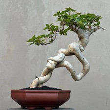 Real Pict Bougainville Bonsai Tree, Ficus, tiger brack tree picture