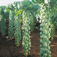 500 LONG ISLAND IMPROVED BRUSSELS SPROUTS SEEDS ~ heirloomseedguy ~2026 ~NON-GMO picture