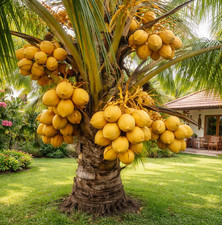 Dwarf Yellow Malayan Coconut Seed - Live Tropical Palm Seed - No Ship to CA picture