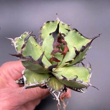 Cactus Plants Agave Black Whale Beautiful Cactus 6-7cm 1PCS picture