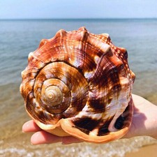 12-14CM Mediterranean Style Natural Shell Decor Craft Aquarium Fish Tank Home picture