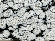 Beautiful Snow Flake Obsidian Slab, Lot#900 picture