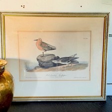 Genuine 1840s Audubon Royal Octavo Print Sandpiper, Antique Lithograph JT Bowen picture