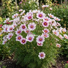 COSMOS DAYDREAM Cosmos Bipinnatus - 100 Seeds picture