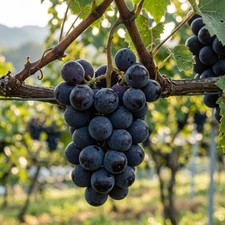 50 Kyoho Giant Black Grape Seeds for Planting - Premium Kyoho Giant Black Grape picture