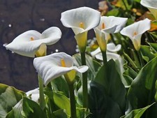 Zantedeschia aethiopica, White Calla Lily, Arum Lily - 10 to 100 picture
