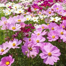 200 Cosmos Seeds (Cosmos Bipinnatus Sensation Mix) Flower Seeds  picture