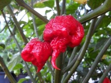 60 FRESH PICKED Homegrown small batch Trinidad Scorpion Hot Pepper picture