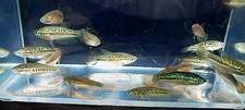 group of 8 sparkling gouramis picture