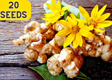 20Seeds JERUSALEM ARTICHOKE Sunchoke Sunroot Helianthus Tuberosus Yellow flower picture