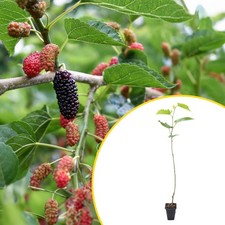 1 Pakistan Mulberry, Live Plants in 3.5