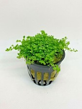 *BUY 2 GET 1 FREE* Dwarf Baby Tears Pot Hemianthus Callitrichoides Cuba Carpet ✅ picture