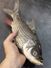 Taxidermy Rare Mekong Giant Barp Museum Quality Carp Real Fish Skin Mount picture
