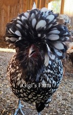 6TOTAL -Polish Eggs-Silver Laced Large Fowl picture
