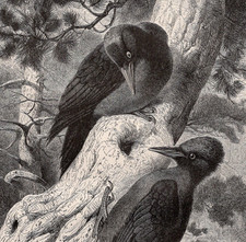 Black Woodpecker Pair Perched on Gnarled Tree 1880 Antique Bird Wood Engraving picture