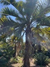 Butiagrus × Hybrid Palm - 50 Seeds picture