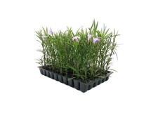 Mexican Petunia Purple | 2 Inch | Ruellia brittoniana | Low Maintenance | Hardy picture