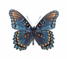 Limenitis arizonensis blue red spotted purple verso butterfly AZ wings closed picture