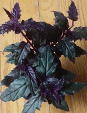RARE  Purple Passion plant (Gynura Aurantiaca) purple velvet LIVE plant 4