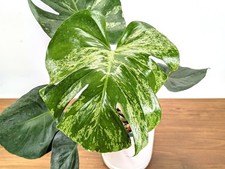Monstera Bulbasaur 6 Inch Pot Exact Plant #36A + Premium Aroid Potting Mix picture