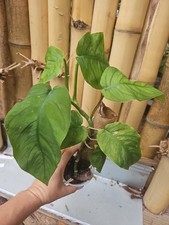 Monstera Dubia Mature Large Stem plant Us Seller Hurricane Survivor picture