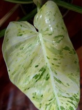 Rare Philodendron Giganteum Albo Marble Tricolor 27