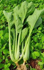 CHOY GUM, YU CHOY, CHINESE FLOWERING CABBAGE, CẢI NGỌT (200+ pcs) picture