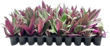 Tri Color Dwarf Oyster Plant | 2 Inch | Tradescantia spathacea | Low Maintenance picture