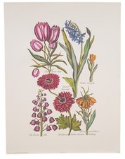 Vintage botanical lithograph art print, flower study, 1757 design Sir John Hill picture
