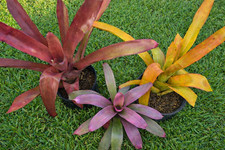 Lot of 3 Bromeliads Raspberry Blanchetiana, Orange Blanchetiana and Purple Neo picture