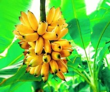 Banana Tree - Musa Grand Nain- Will Fruit This Year- Chiquita Banana picture