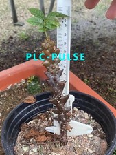 RareSucculent plant Beiselia mexicana Own Rootseedgrowth Garden Décor high10CM picture