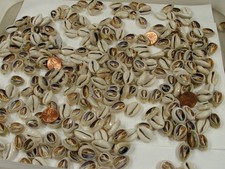 4 Pounds 1,600 PCS Cut Cowrie Shells Wholesale Bulk Lot (No Holes) (UDP-70B) picture