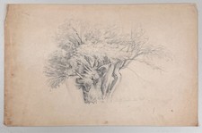 Antique Oak Walnut Tree Study Drawing Forest Landscape 19th C. Victorian SIGNED picture