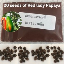 Red Lady Papaya Fruit Tropical Seed Dwarf Sweet Tree Plant Organic Thai Growing picture