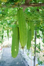 10+ LUFFA GOURD SEEDS - LOOFAH SPONGE GOURD garden  picture