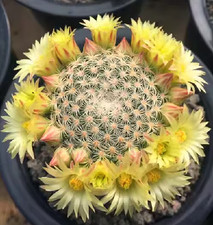 3PCS Cactus Plants Mammillaria Solisioides Beautiful Plants RareCactus picture